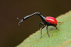 Gorgojo jirafa (Trachelophorus giraffa). P.N. Ranomafana