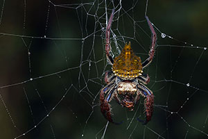 Bark spider (Caerostris extrusa). P.N. Ranomafana