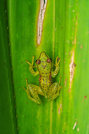 Malagasy glass frog (Guibemantis pulcher). P.N. Ranomafana