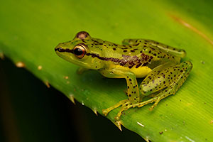 Malagasy glass frog (Guibemantis pulcher). P.N. Ranomafana