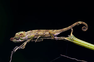 Madagascar pimple-nose chameleon (Calumma nasutum). P.N. Ranomafana