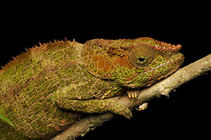 Camaleón pantera (Furcifer pardalis). P.N. Ranomafana
