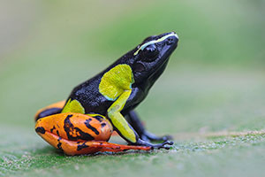 Baron's mantella (Mantella baroni). P.N. Ranomafana