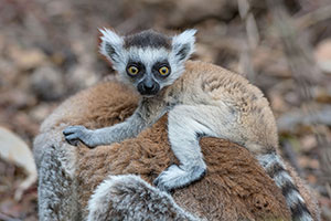 Lémur de cola anillada (Lemur catta). Reserva de Anja