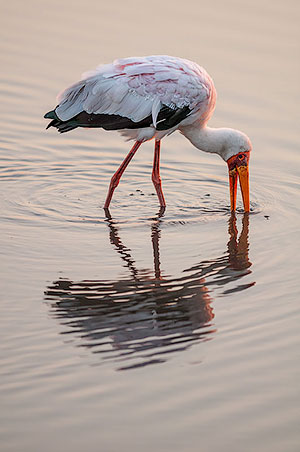 Tántalo africano (Mycteria ibis). P.N. Chobe. Botswana