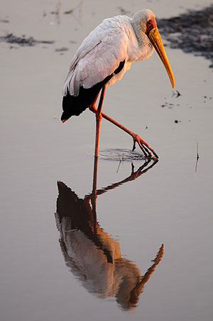 Tántalo africano (Mycteria ibis). P.N. Chobe. Botswana