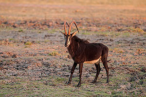 Antílope sable (Hippotragus niger). P.N. Chobe. Botswana