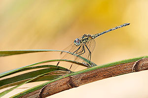 Libélula. Delta del Okavango. Botswana