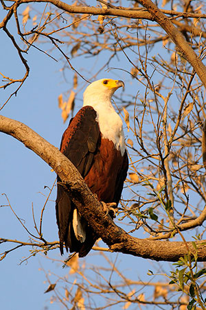 Pigargo vocinglero (Haliaeetus vocifer). Delta del Okavango. Botswana