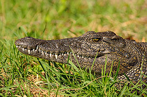 Delta del Okavango. Botswana