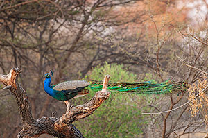 Pavo real común (Pavo cristatus). Rundu. Namibia