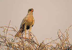 Azor lagartijero claro (Melierax canorus). P.N. Etosha. Namibia
