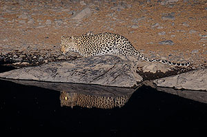 Leopardo (Panthera pardus). P.N. Etosha. Namibia