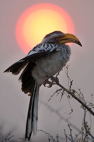 Toco piquigualdo sureño (Tockus leucomelas). P.N. Etosha. Namibia