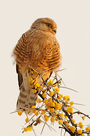 Cernícalo ojiblanco (Falco rupicoloides). P.N. Etosha. Namibia