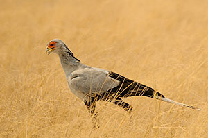Secretario (Sagittarius serpentarius). P.N. Etosha. Namibia