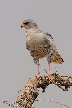 Azor lagartijero claro (Melierax canorus). P.N. Etosha. Namibia