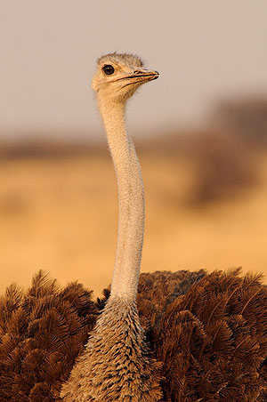 Avestruz (Struthio camelus). P.N. Etosha. Namibia