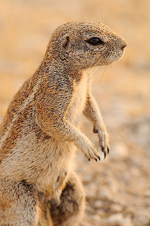 Ardilla terrestre de El Cabo (Xerus inauris). P.N. Etosha. Namibia
