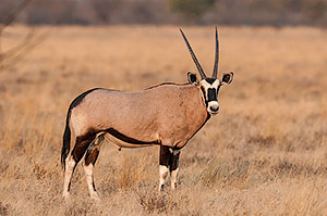 Oryx del cabo (Oryx gazella). P.N. Etosha. Namibia