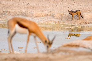 Chacal de lomo negro (Lupulella mesomelas). P.N. Etosha. Namibia