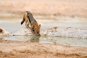 Chacal de lomo negro (Lupulella mesomelas). P.N. Etosha. Namibia