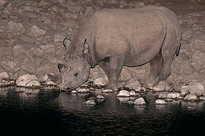 Rinoceronte negro (Diceros bicornis). P.N. Etosha. Namibia