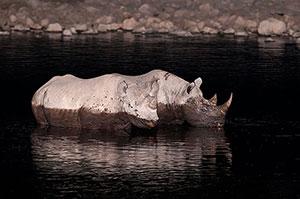 Rinoceronte negro (Diceros bicornis). P.N. Etosha. Namibia