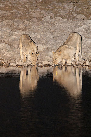 León (Panthera leo). P.N. Etosha. Namibia