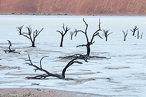Dead Vlei. P.N. Namib-Naukluft. Namibia