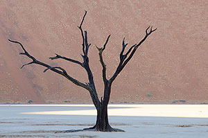 Dead Vlei. P.N. Namib-Naukluft. Namibia