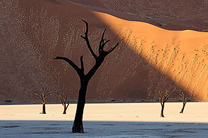 Dead Vlei. P.N. Namib-Naukluft. Namibia