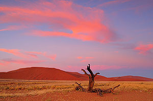 Sossusvlei. P.N. Namib-Naukluft. Namibia
