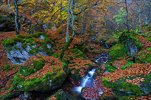 Hayedo de Argovejo. León