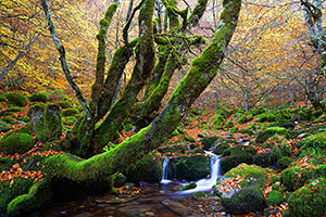Hayedo de Argovejo. León