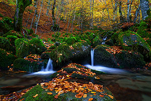 Hayedo de Argovejo. León