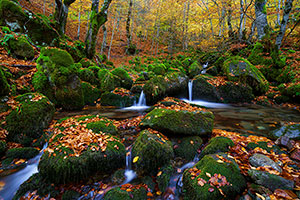 Hayedo de Argovejo. León