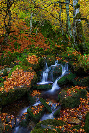 Hayedo de Argovejo. León