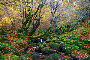 Hayedo de Argovejo. León