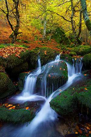 Hayedo de Argovejo. León
