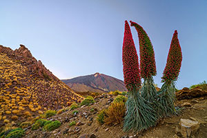 Parque Nacional del Teide