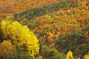 Bosques de Fanlo. Huesca