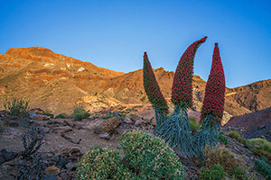 Parque Nacional del Teide