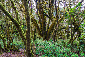 Parque Nacional de Garajonay
