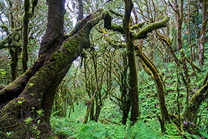 Parque Nacional de Garajonay