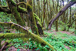 Parque Nacional de Garajonay