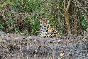 Jaguar (Panthera onca)