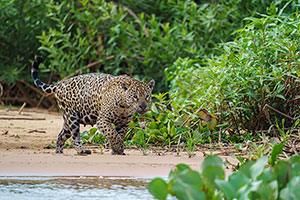 Jaguar (Panthera onca)