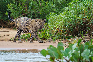 Jaguar (Panthera onca)