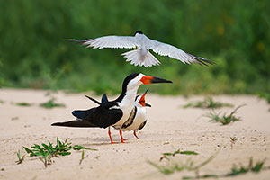 Rayador americano​ o pico tijera (Rynchops niger)